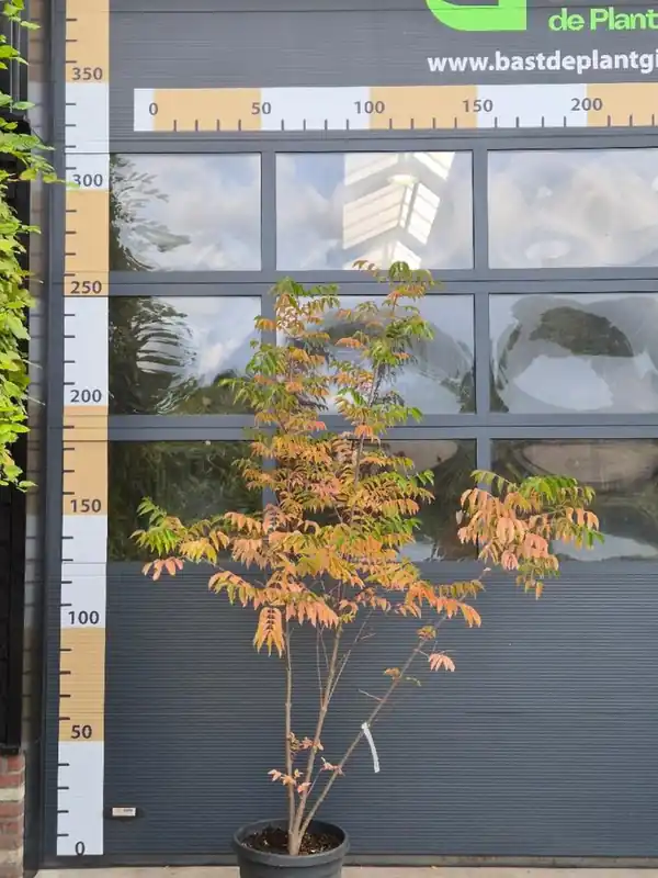 Populair bij klanten | Tetradium daniellii