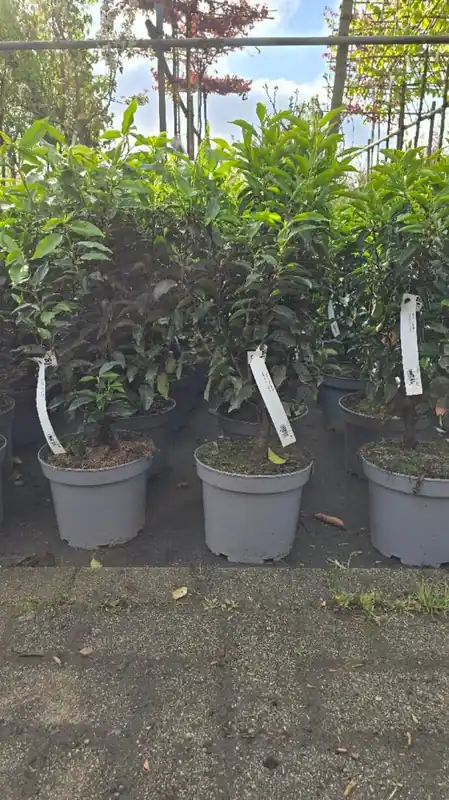 Prunus l. ‘Angustifolia‘ - Direct kopen
