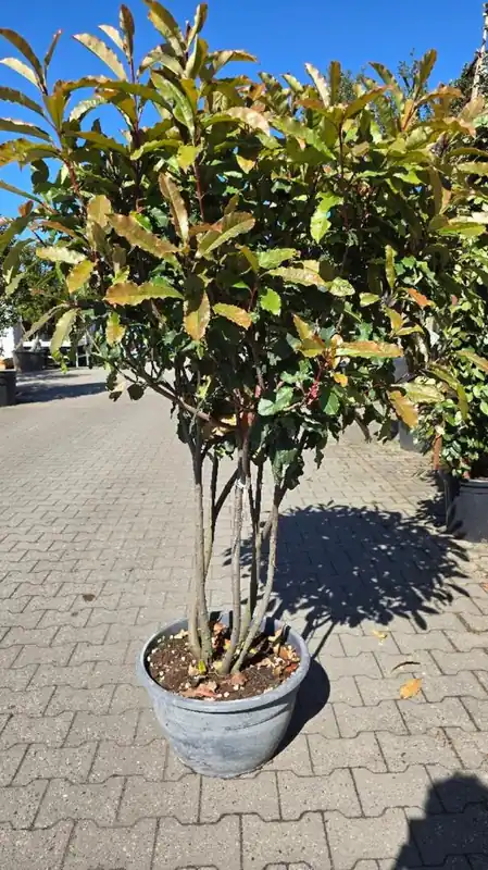 Photinia serr. ‘Crunchy‘ Meerstammig | Fabrieksprijs