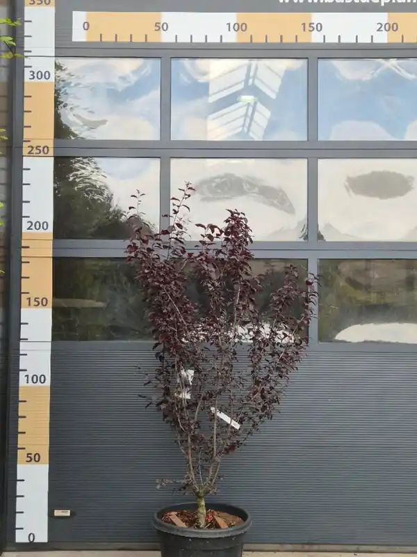 Prunus cer. ‘Nigra‘ Meerstammig - Meest verkocht