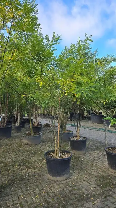 Veilige betaling - Sophora japonica Meerstammig