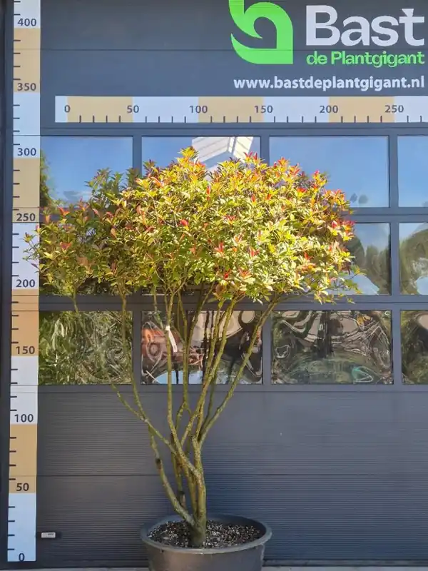 Photinia f. ‘Carre Rouge‘ Meerstammig | Nieuw binnengekomen