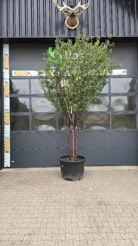 Prunus serrula Meerstammig - Veel gevraagd
