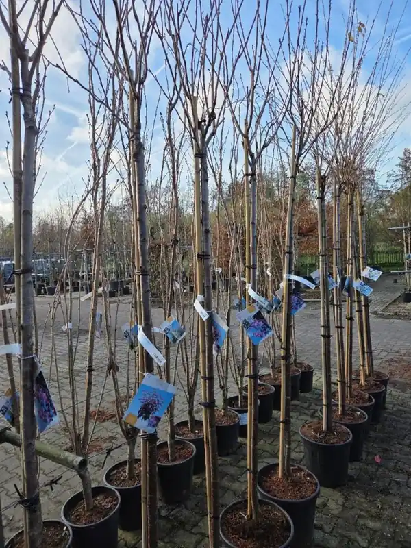 Prunus serrulata ‘Royal Burgundy‘ | Tijdelijk aanbod