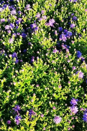 Anemone tomentosa ‘Robustissima‘ - Shop nu