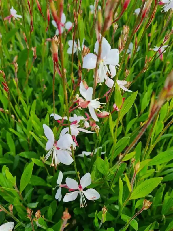 Gaura lindh. ‘Whirling Butterflies‘ | Favoriet van klanten