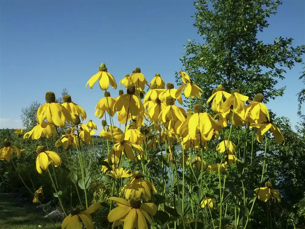 Rudbeckia nitida ‘Herbstsonne‘ | Direct van de fabrikant