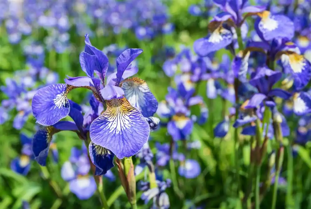 Iris sib. ‘Perry‘s Blue‘ - Laatste stuks
