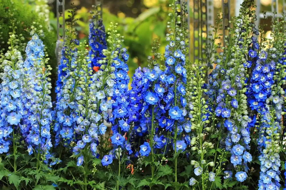 Rechtstreeks van de fabrikant - Delphinium (P) ‘Blue Bird‘