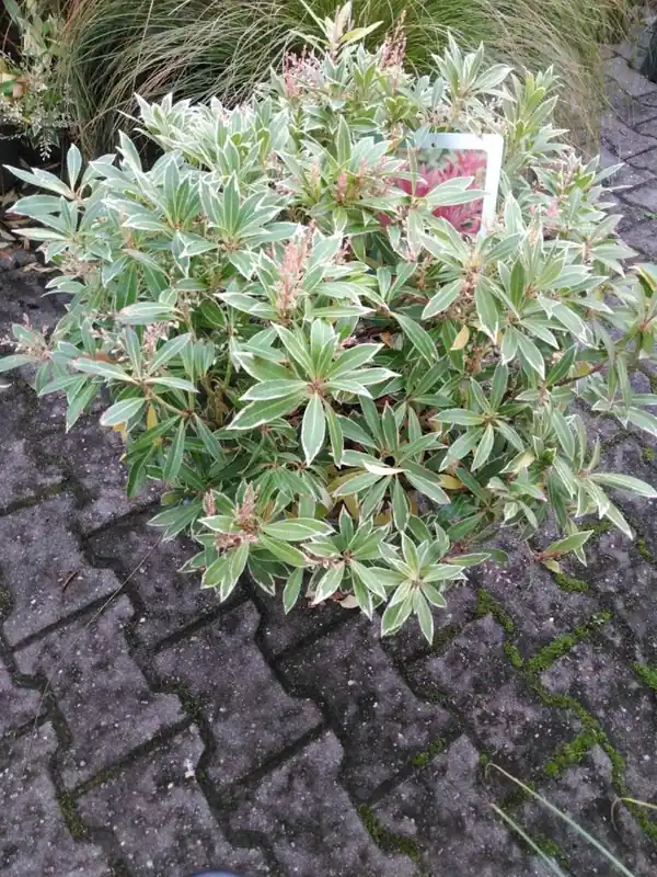 Vitex agnus-castus ‘Alba‘ | Alleen vandaag
