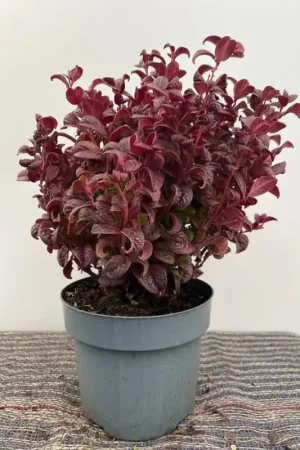Actieprijs | Leucothoe axillaris