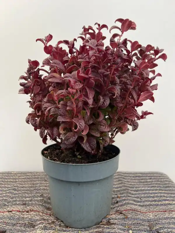 Actieprijs | Leucothoe axillaris
