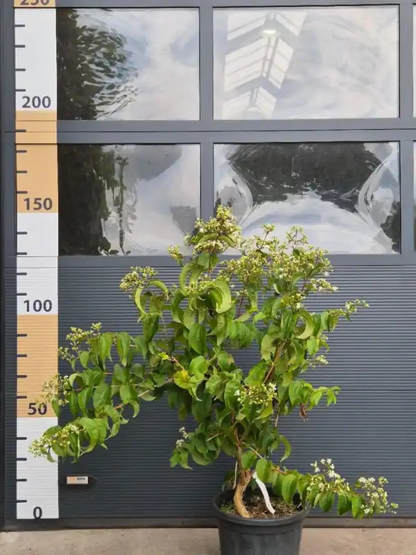 Koopje | Heptacodium miconioides