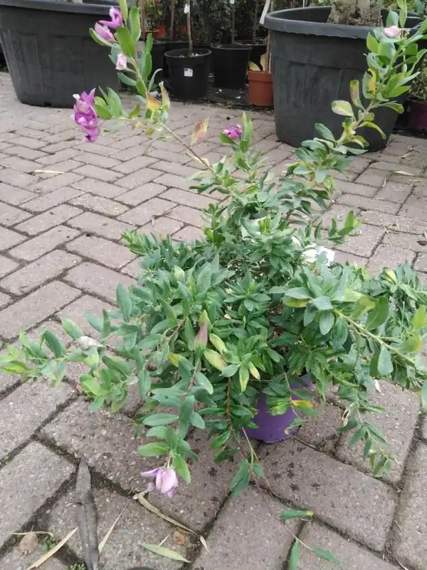 Polygala myrtifolia - Nog maar een paar beschikbaar