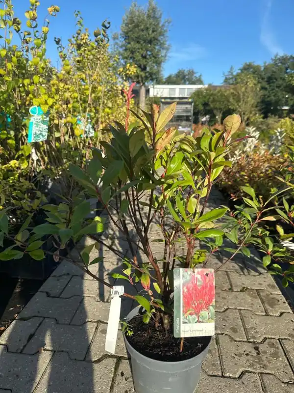 Op = op - Photinia fras.‘Carre Rouge‘