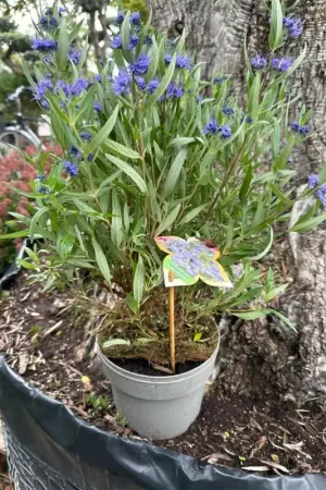 Zeer goed beoordeeld - Stachyurus chinensis