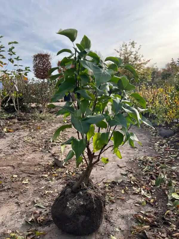 Euonymus europaeus - Direct leverbaar