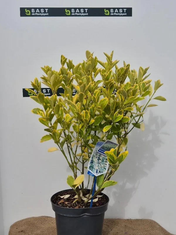 Laatste dagen - Euonymus jap. ‘Aureomarginatus‘