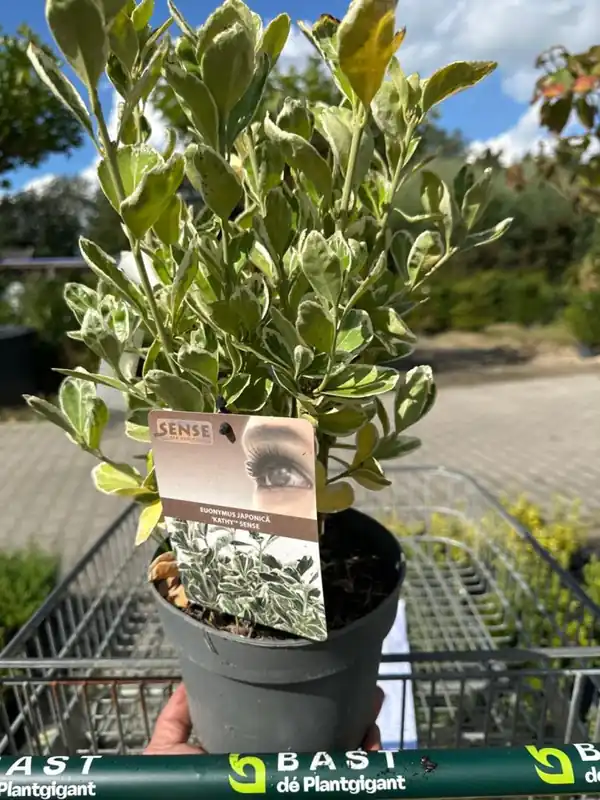 Makkelijk bestellen - Euonymus jap. ‘Kathy‘