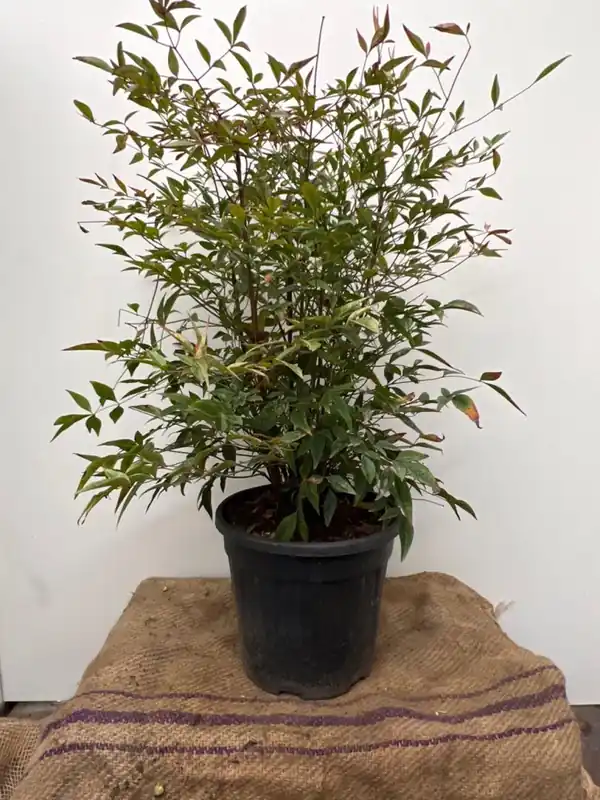 Nieuw binnen - Exochorda racemosa ‘Niagara‘