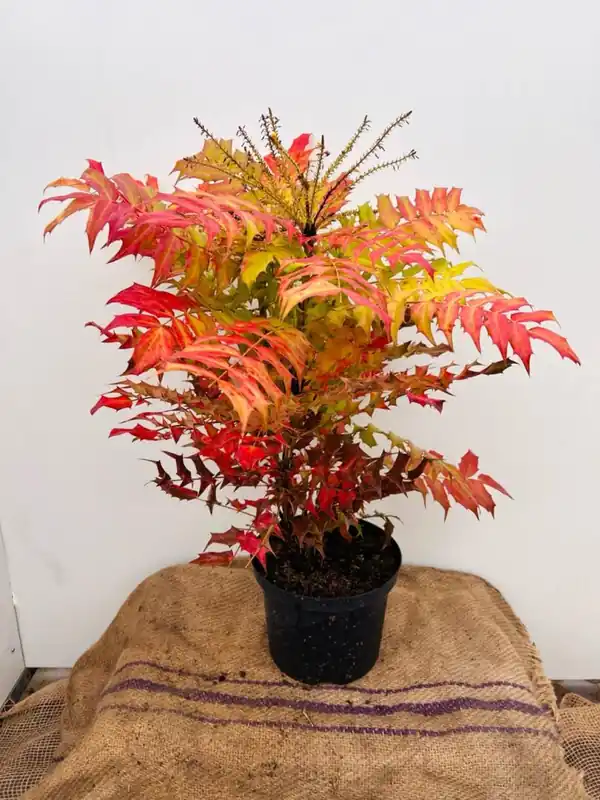 Fagus japonica - Net gelanceerd