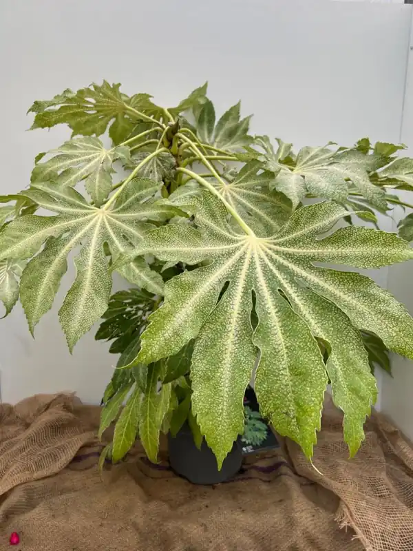 Hoog gewaardeerd - Fatsia jap. ‘Spiders Web‘