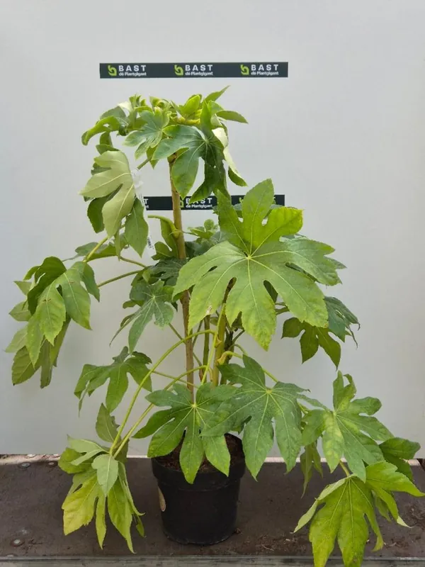 Prijs verlaagd - Fatsia japonica
