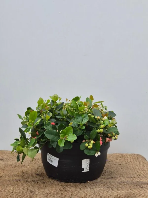 Gaultheria procumbens - Actie