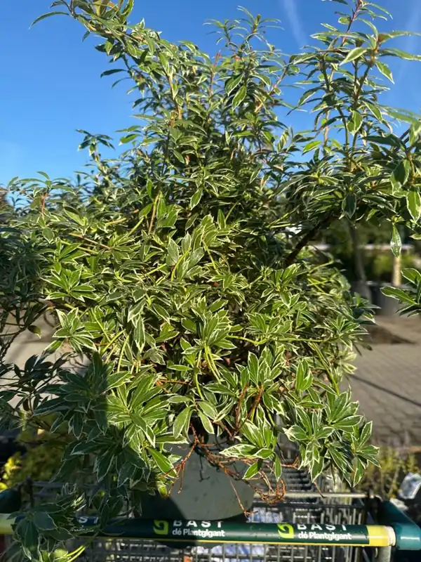 Gratis retourneren - Hamamelis mollis