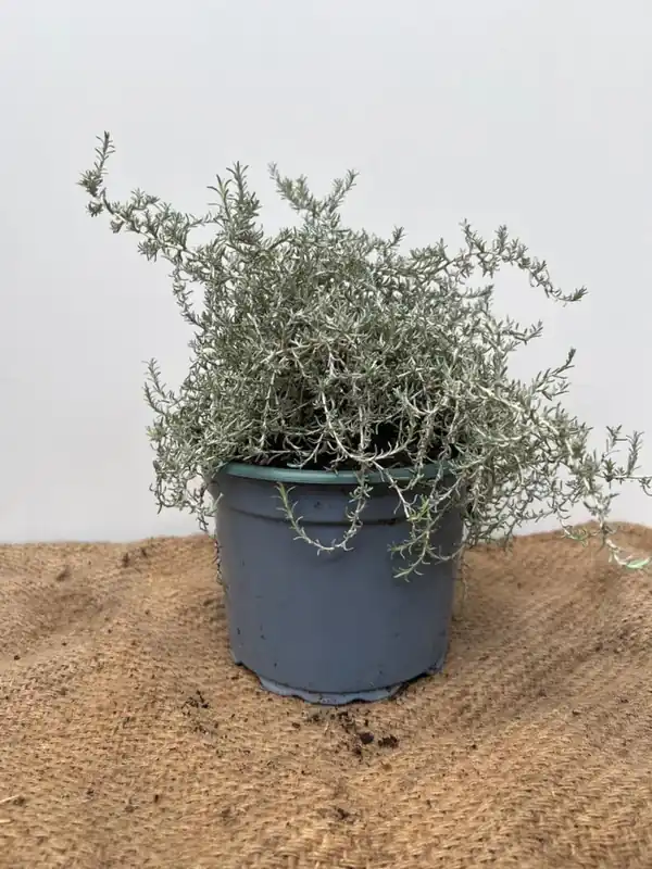 Hedysarum hedysaroides - Spoedlevering