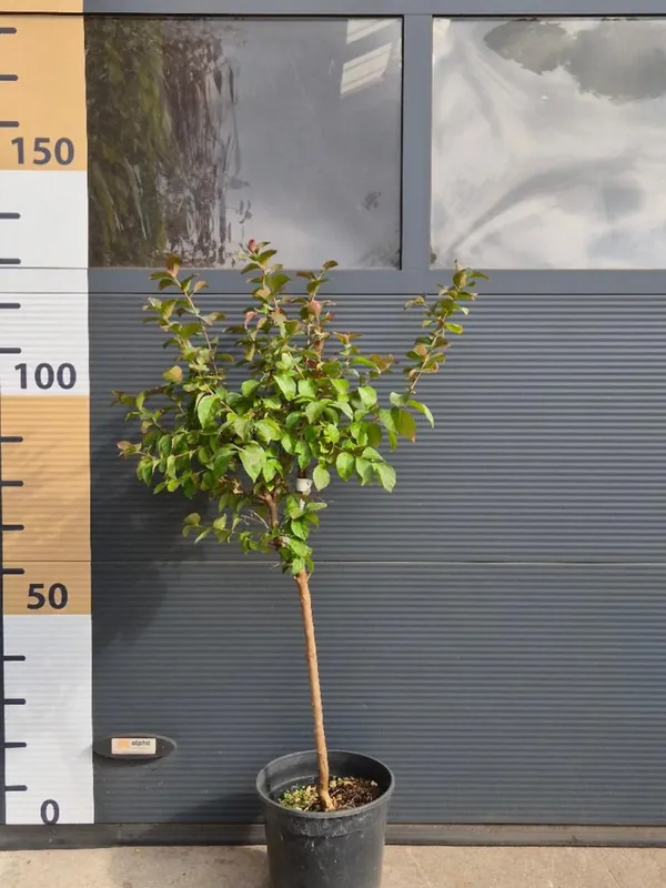 Kerria japonica ‘Pleniflora‘ | Aanbieding loopt bijna af