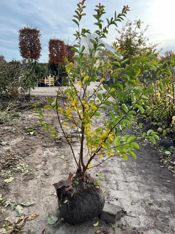 Lagerstoemia indica ‘Turenne‘ | Trending