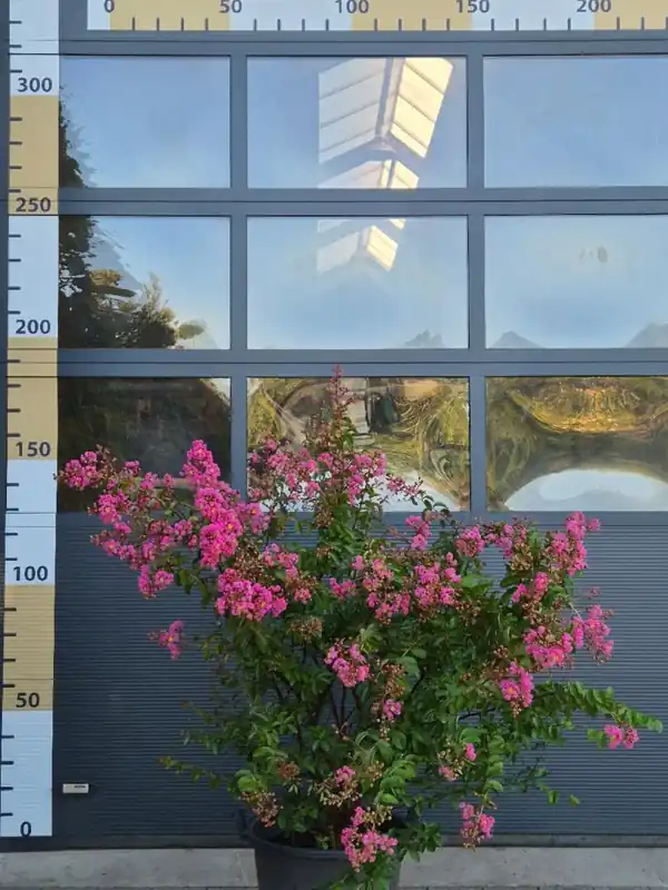 Lagerstroemia indica ‘Magnifica Rosea‘ - Vanaf nu beschikbaar