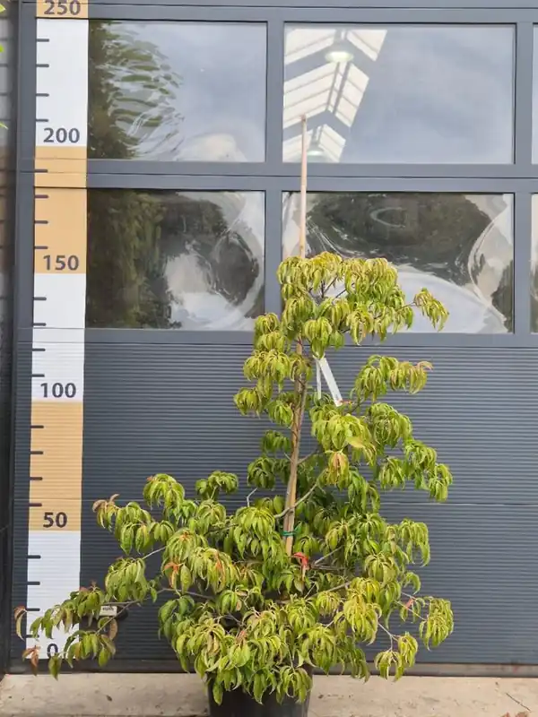 Topproduct | Ligustrum delavayanum