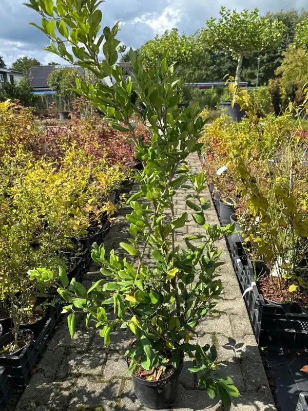 Ligustrum japonicum - Laatste stuks