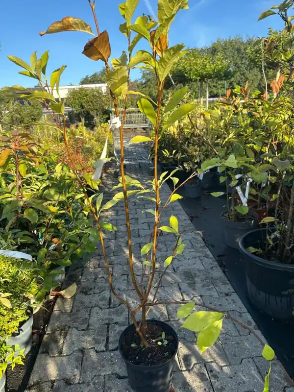 Korting - Magnolia soulangeana