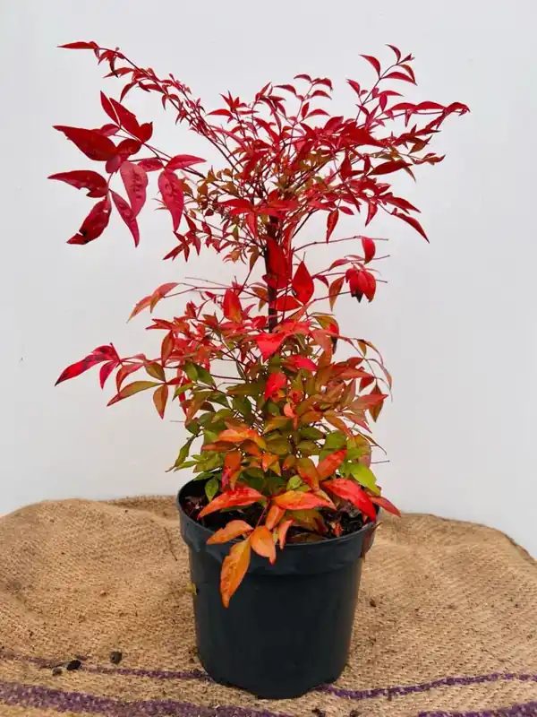 Nandina domestica ‘Gulf Stream‘ - Nu beschikbaar