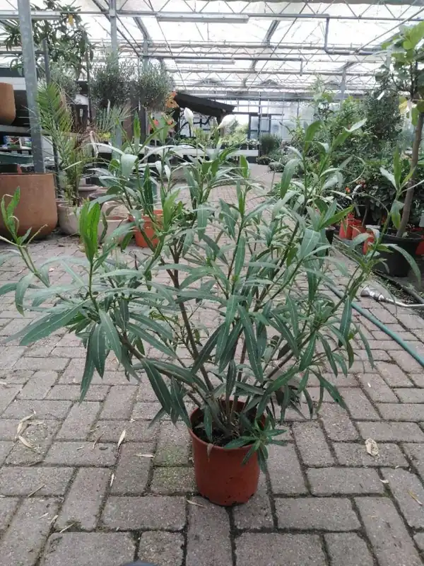 Nerium oleander - Online bestellen