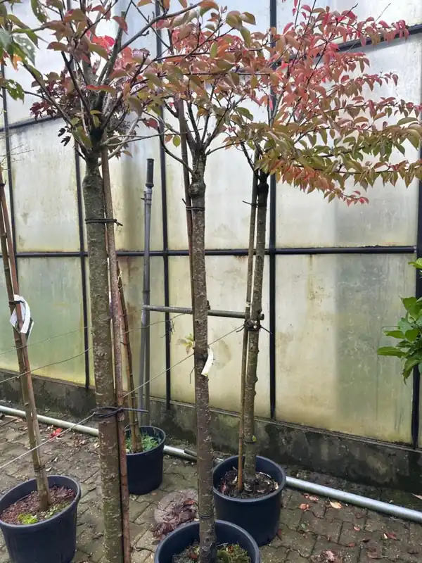 Nothofagus antarctica | Voordelig