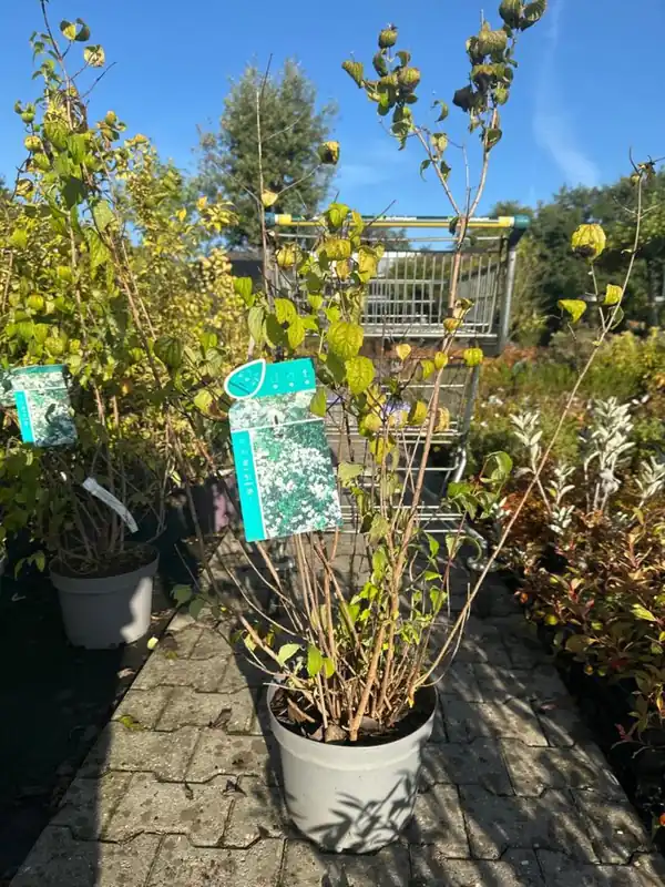 Philadelphus ‘Virginal‘ | Bespaar meer