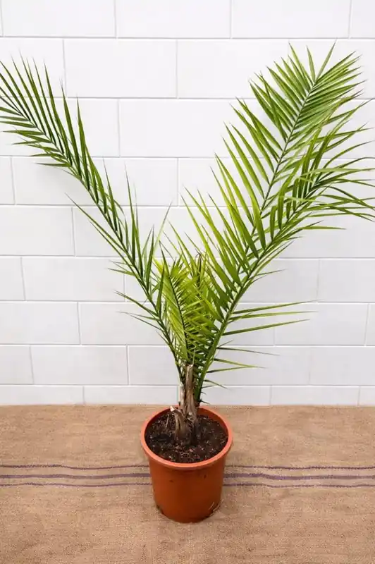 Phoenix canariensis | Speciale deal