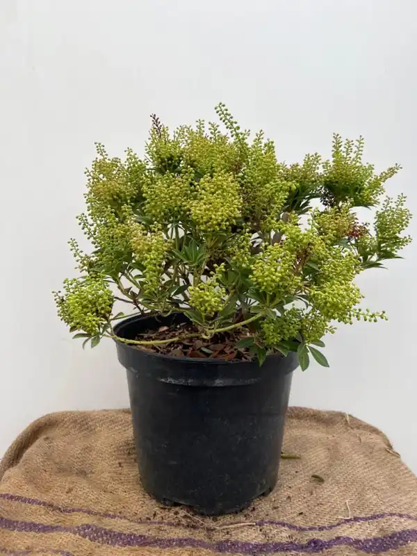Pieris jap. ‘Cupido‘ | Alleen deze week