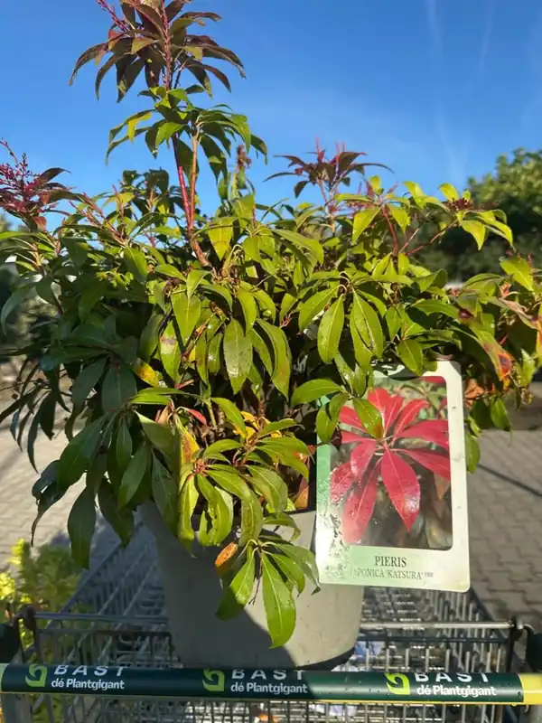 Direct leverbaar - Pieris jap. ‘Katsura‘