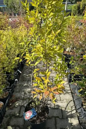 Zojuist toegevoegd | Pyracantha ‘Teton‘
