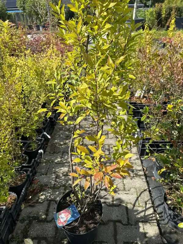 Zojuist toegevoegd | Pyracantha ‘Teton‘