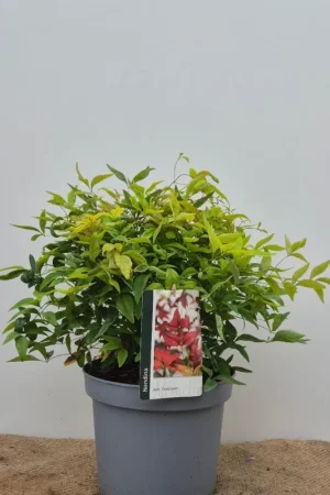 Actie - Sorbaria sorbifolia
