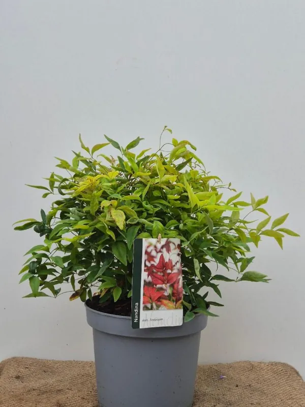 Actie - Sorbaria sorbifolia