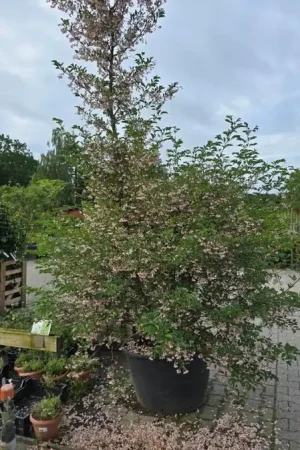Alleen vandaag | Styrax japonicus ‘Pink Chimes‘