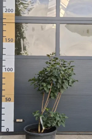 Wees er snel bij - Syringa v. ‘Andenken an Ludwig Späth‘