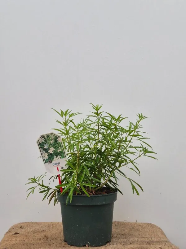 Syringa v. ‘Monique Lemoine‘ - Online bestelbaar